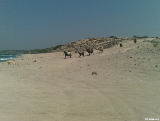 Beautiful beach on Kos without deckchairs, parasols and people - only company was goats